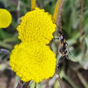 Gynoplistia sp. (genus) at Molonglo Valley, ACT - 29 Sep 2022