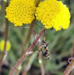 Gynoplistia sp. (genus) at Molonglo Valley, ACT - 29 Sep 2022