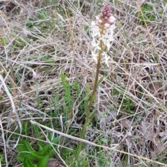 Stackhousia monogyna (Creamy Candles) at Throsby, ACT - 29 Sep 2022 by HappyWanderer