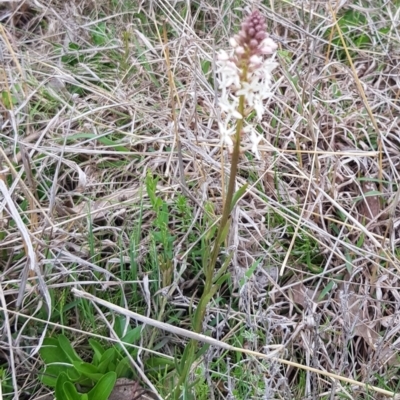 Stackhousia monogyna (Creamy Candles) at Goorooyarroo NR (ACT) - 29 Sep 2022 by HappyWanderer
