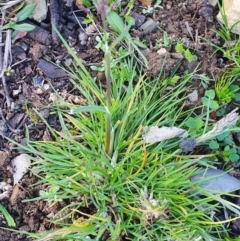 Holcus lanatus at Gundaroo, NSW - 29 Sep 2022 04:52 PM