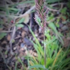 Holcus lanatus at Gundaroo, NSW - 29 Sep 2022 04:52 PM