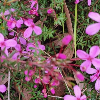 Tetratheca bauerifolia (Heath Pink-bells) at Gundaroo, NSW - 29 Sep 2022 by Gunyijan