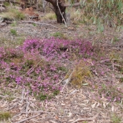 Tetratheca bauerifolia at Gundaroo, NSW - 29 Sep 2022