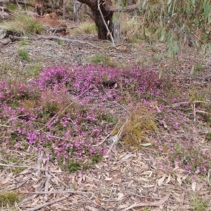 Tetratheca bauerifolia at Gundaroo, NSW - 29 Sep 2022