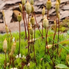 Polytrichum at Sutton, NSW - 29 Sep 2022 by Gunyijan