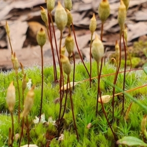 Polytrichum at Sutton, NSW - 29 Sep 2022