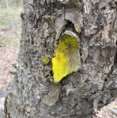 Chrysothrix xanthina (A lichen) at Watson, ACT - 29 Sep 2022 by simonstratford
