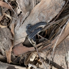 Perga sp. (genus) (Sawfly or Spitfire) at Mount Majura - 29 Sep 2022 by simonstratford