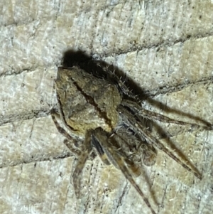 Unidentified Orb-weaving spider (several families) (TBC) at suppressed by Steve_Bok