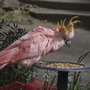 Cacatua galerita at Higgins, ACT - 29 Sep 2022 03:22 PM