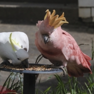 Cacatua galerita at Higgins, ACT - 29 Sep 2022 03:22 PM