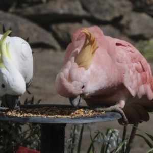 Cacatua galerita at Higgins, ACT - 29 Sep 2022