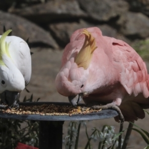 Cacatua galerita at Higgins, ACT - 29 Sep 2022 03:22 PM