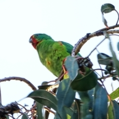 Lathamus discolor (Swift Parrot) at Hughes, ACT - 29 Sep 2022 by Ct1000