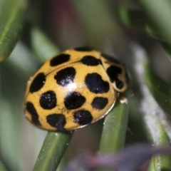 Harmonia conformis (Common Spotted Ladybird) at Belconnen, ACT - 26 Sep 2022 by AlisonMilton