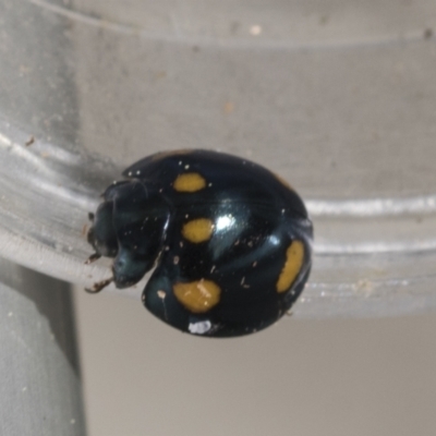Orcus australasiae (Orange-spotted Ladybird) at Belconnen, ACT - 26 Sep 2022 by AlisonMilton