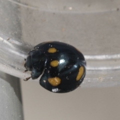 Orcus australasiae (Orange-spotted Ladybird) at Belconnen, ACT - 26 Sep 2022 by AlisonMilton