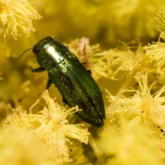Melobasis obscurella (Obscurella jewel beetle) at McKellar, ACT - 26 Sep 2022 by AlisonMilton
