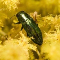 Melobasis obscurella at McKellar, ACT - 26 Sep 2022