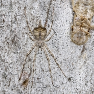 Tamopsis sp. (genus) at Evatt, ACT - 26 Sep 2022 11:17 AM