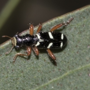 Lemidia nitens at Evatt, ACT - 26 Sep 2022 01:10 PM