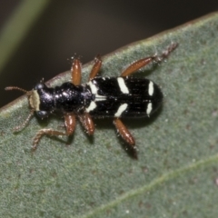 Lemidia nitens (A clerid beetle) at Evatt, ACT - 26 Sep 2022 by AlisonMilton