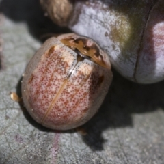 Paropsisterna m-fuscum (Eucalyptus Leaf Beetle) at McKellar, ACT - 26 Sep 2022 by AlisonMilton