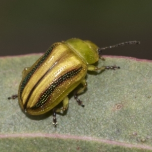 Calomela juncta (Leaf beetle) at McKellar, ACT by AlisonMilton