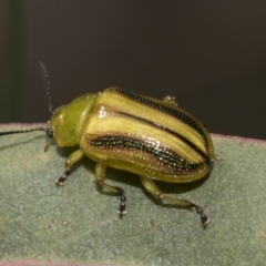 Calomela juncta at McKellar, ACT - 26 Sep 2022 01:03 PM