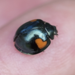 Orcus bilunulatus (Ladybird beetle) at Belconnen, ACT by AlisonMilton