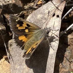 Trapezites phigalia at Acton, ACT - 29 Sep 2022