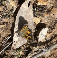 Trapezites phigalia at Acton, ACT - 29 Sep 2022