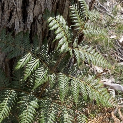 Pteridium esculentum (Bracken) at Deua National Park (CNM area) - 26 Sep 2022 by Ned_Johnston