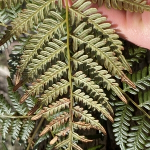 Pteridium esculentum at Krawarree, NSW - 26 Sep 2022