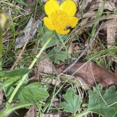 Ranunculus lappaceus (Australian Buttercup) at Krawarree, NSW - 26 Sep 2022 by NedJohnston