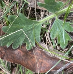 Ranunculus lappaceus at Krawarree, NSW - 26 Sep 2022