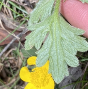 Ranunculus lappaceus at Krawarree, NSW - 26 Sep 2022 11:55 AM