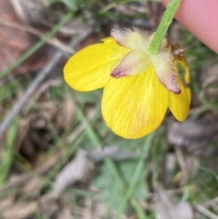 Ranunculus lappaceus at Krawarree, NSW - 26 Sep 2022