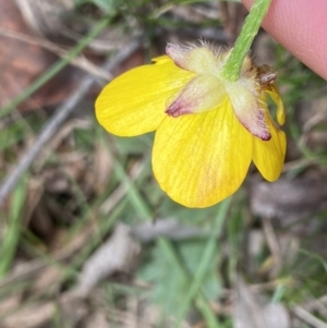 Ranunculus lappaceus at Krawarree, NSW - 26 Sep 2022