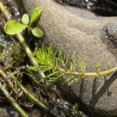 Myriophyllum sp. (Water-milfoil) at QPRC LGA - 26 Sep 2022 by Ned_Johnston