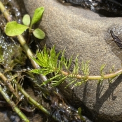 Myriophyllum sp. (Water-milfoil) at Berlang, NSW - 26 Sep 2022 by NedJohnston