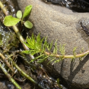 Myriophyllum sp. at Berlang, NSW - 26 Sep 2022