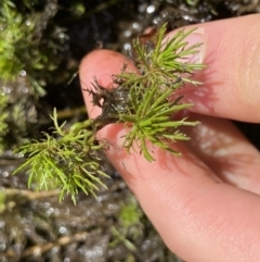 Myriophyllum sp. at Berlang, NSW - 26 Sep 2022 11:29 AM