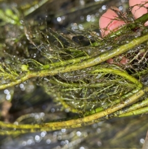 Myriophyllum sp. at Berlang, NSW - 26 Sep 2022