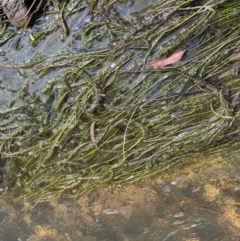 Myriophyllum sp. at Berlang, NSW - 26 Sep 2022