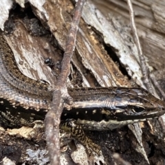 Eulamprus heatwolei (Yellow-bellied Water Skink) at QPRC LGA - 26 Sep 2022 by Ned_Johnston