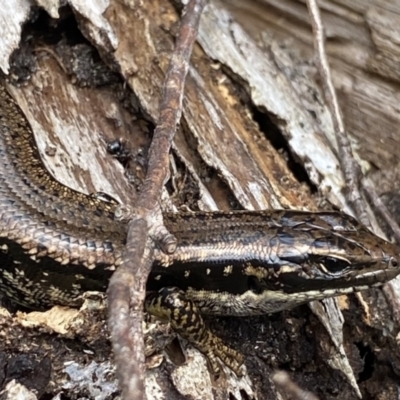 Eulamprus heatwolei (Yellow-bellied Water Skink) at QPRC LGA - 26 Sep 2022 by Ned_Johnston