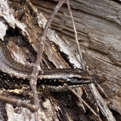 Eulamprus heatwolei at Krawarree, NSW - 26 Sep 2022 11:33 AM