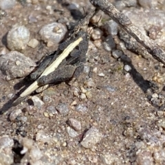 Paratettix australis (A pygmy grasshopper) at QPRC LGA - 26 Sep 2022 by Ned_Johnston